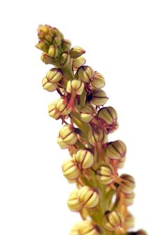 Wild Man Orchid Stock Images Wild Man Orchid Stock Images