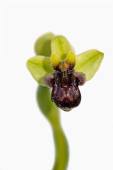 Bumblebee Orchid Stock Image Bumblebee Orchid Stock Image