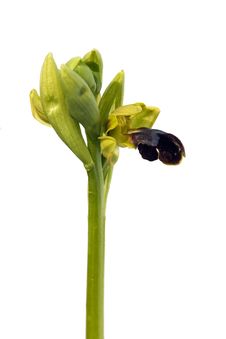 Wild Brown Bee Orchid Stock Photos Wild Brown Bee Orchid Stock Photos