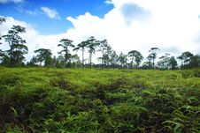 Fern Field Royalty Free Stock Image Fern Field Royalty Free Stock Image