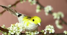 Sparrow On Plum Tree Stock Image Sparrow On Plum Tree Stock Image