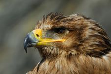 Steppe Eagle Royalty Free Stock Image Steppe Eagle Royalty Free Stock Image