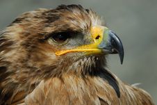 Steppe Eagle Royalty Free Stock Images Steppe Eagle Royalty Free Stock Images