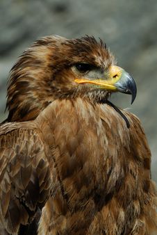 Steppe Eagle Stock Image Steppe Eagle Stock Image