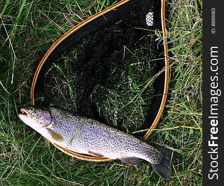 Rainbow Trout and Fishing net. Rainbow Trout and Fishing net