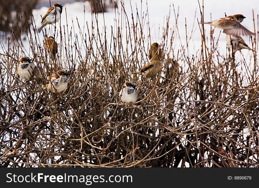 Images sparrows in the branches of shrubs in early spring in a park in the city of Moscow. Images sparrows in the branches of shrubs in early spring in a park in the city of Moscow