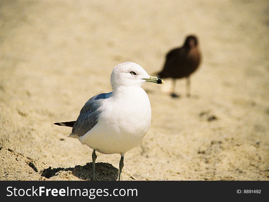 Seagull stands alone on sand. Seagull stands alone on sand