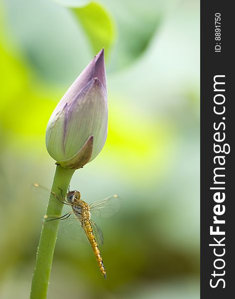 Dragonfly on lotus