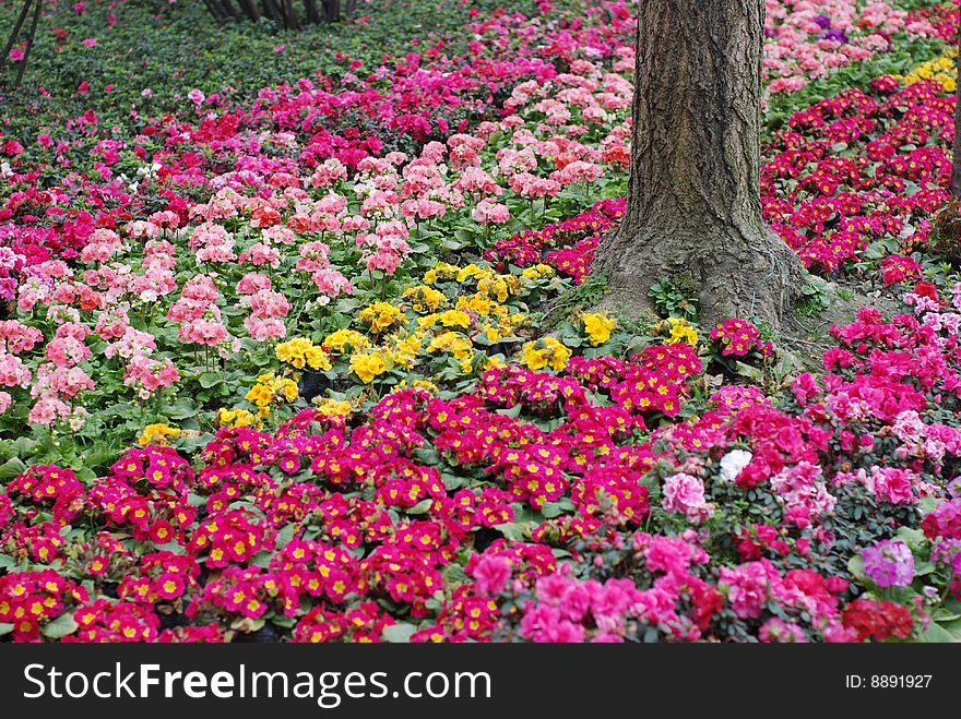 Flower bed full of color flowers