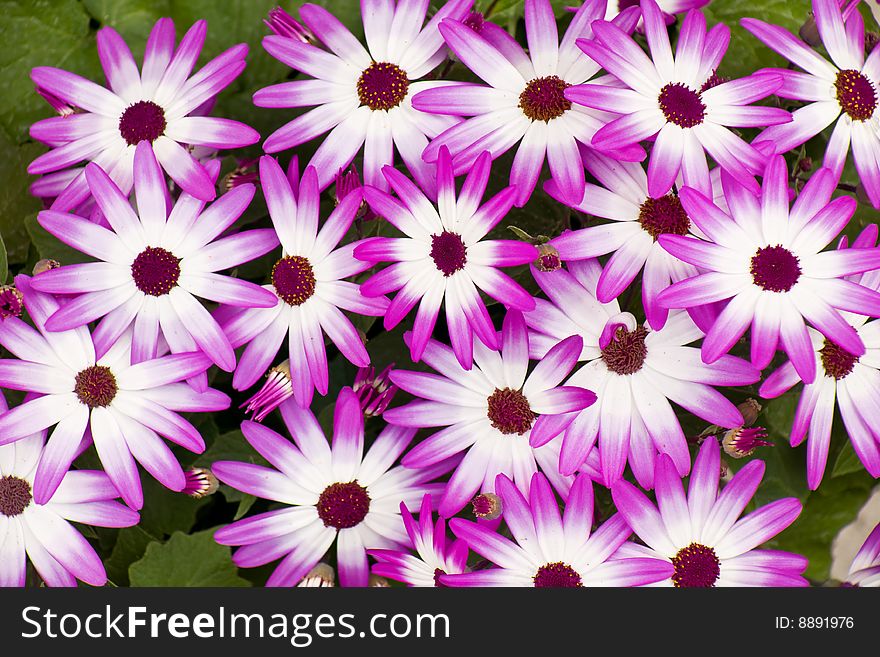 A cluster of purple asters in full bloom. A cluster of purple asters in full bloom