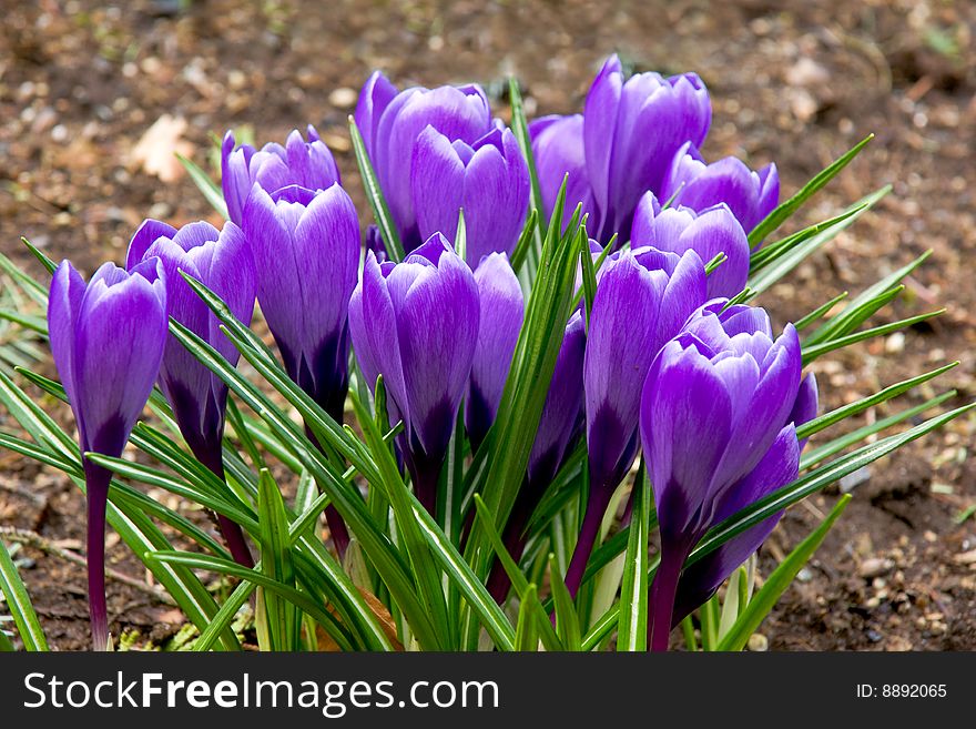 A cluster of purple blooming crocuses. A cluster of purple blooming crocuses.