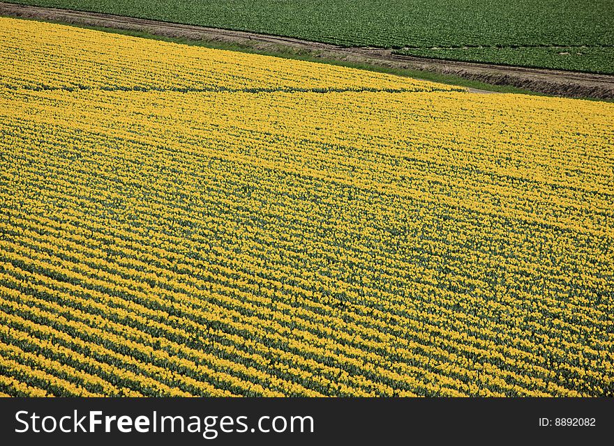 Field Daffodils Blooming