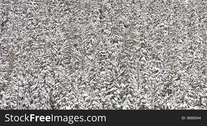 Fresh snowfall on a forest of evergreen trees. Fresh snowfall on a forest of evergreen trees