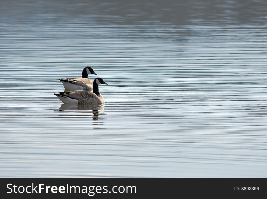 A pair of Canada geese swimming in a lake. A pair of Canada geese swimming in a lake