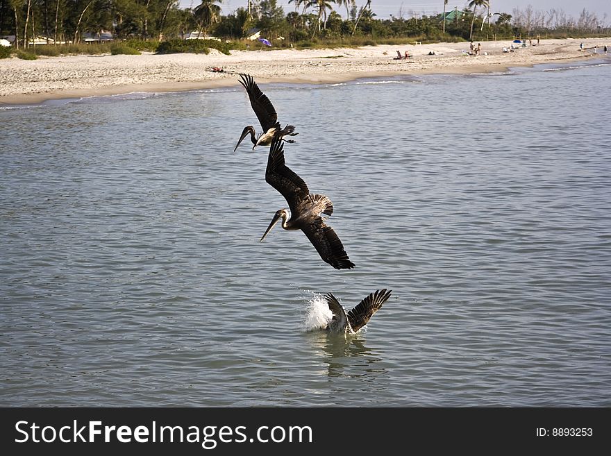 Fishing time - pelicans on Sannibel Island