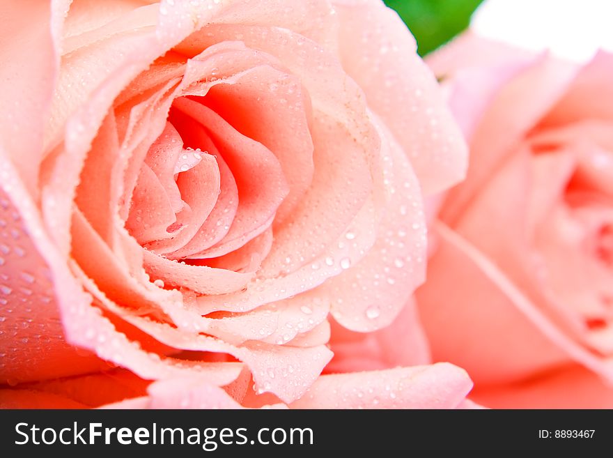 Closeup shot of pink rose bloom