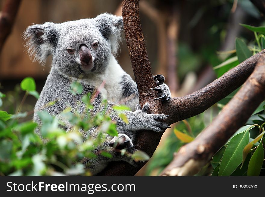 Koalabear In Eucalyptus Tree