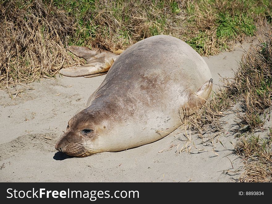 Seal is resting on beach