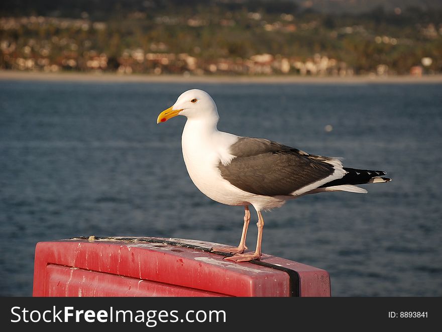 Sea gull on a pier