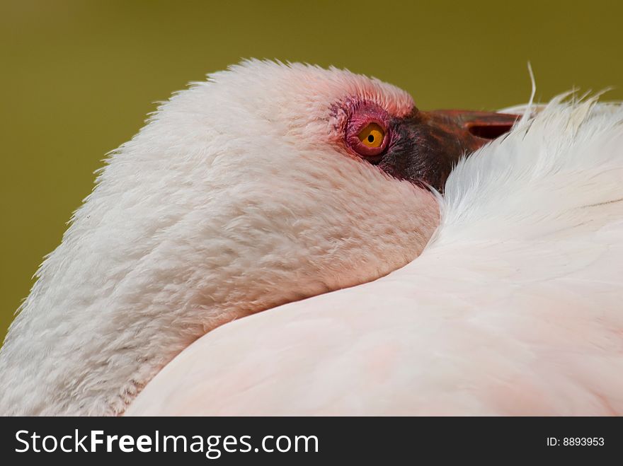 A resting pink flamingo on a blurred background