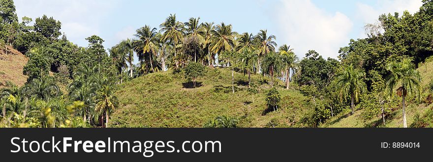 Panoramic view of the palm landscape in caribbean