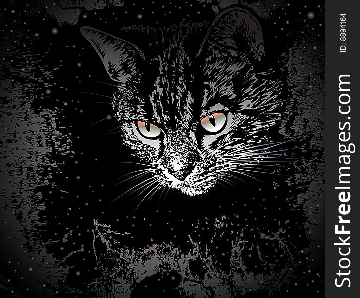 The striped head of a cat looks out of full blackness of the sky of stars. The striped head of a cat looks out of full blackness of the sky of stars