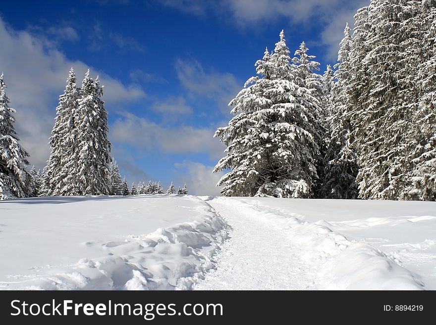 Winter fairy tale with trees dressed in white and snowflakes dancing with the wind. Winter fairy tale with trees dressed in white and snowflakes dancing with the wind.