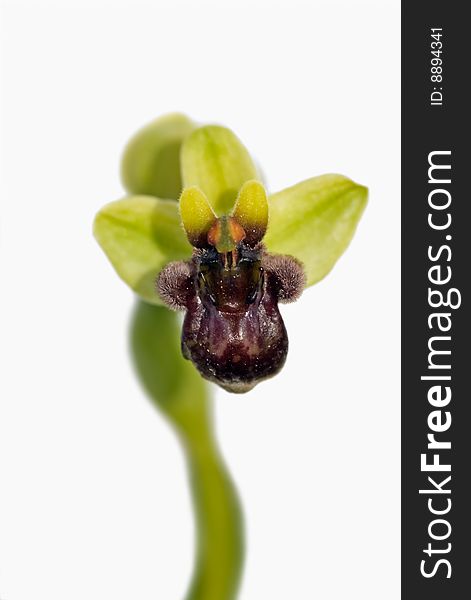 Wild orchid called Bumblebee Orchid (Ophrys bombyliflora) that can be found in ArrÃ¡bida mountains, Portugal. Flower closeup.