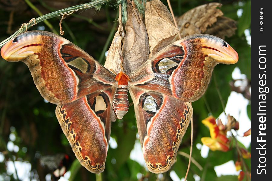 A brown patterned butterfly perched on a tree