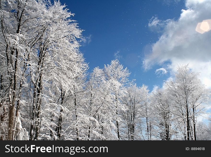 Winter fairy tale with trees dressed in white and snowflakes dancing with the wind.