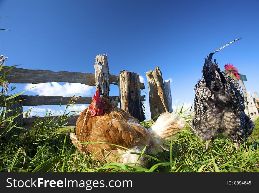 Chickens On A Farm In Summer With A Blue Sky