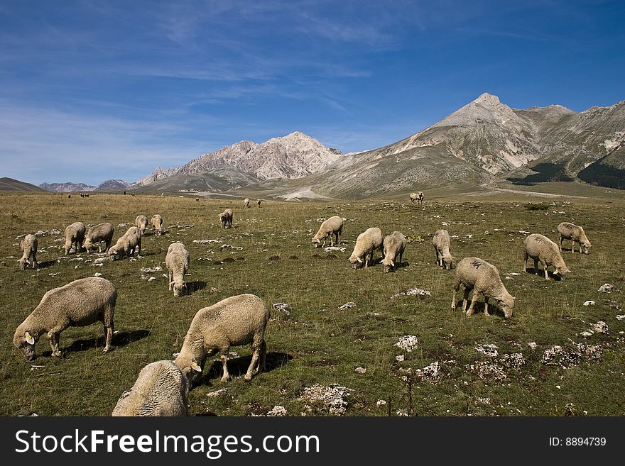 Campo Imperatore summer version with sheep to pasture