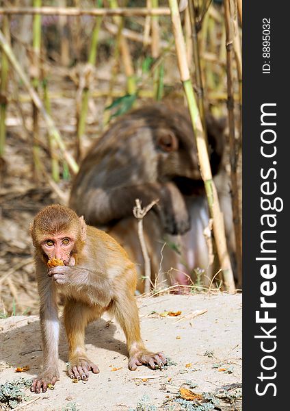 Monkey baby eating while his mother sitting on his back.