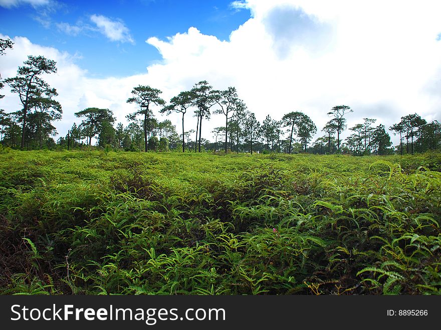 Fern Field and Pine Tree