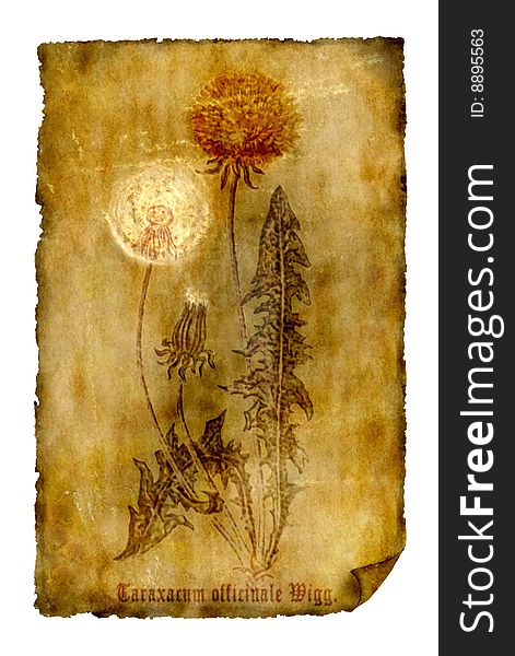 On an illustration: Old paper with dandelion
