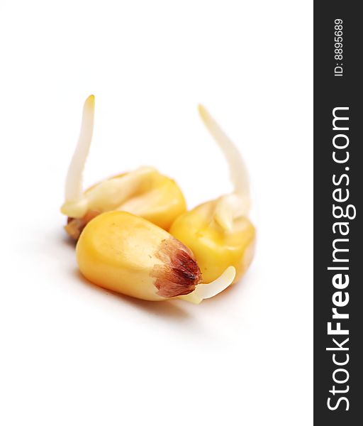 Macro of three growing corns isolated on a white background. Macro of three growing corns isolated on a white background.