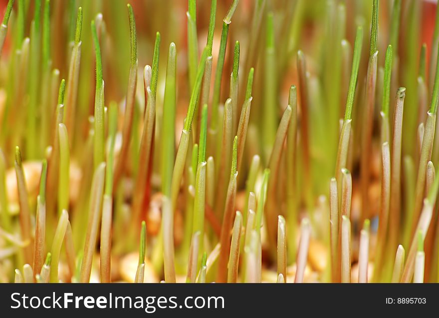 Growing wheat background with lot of roots.