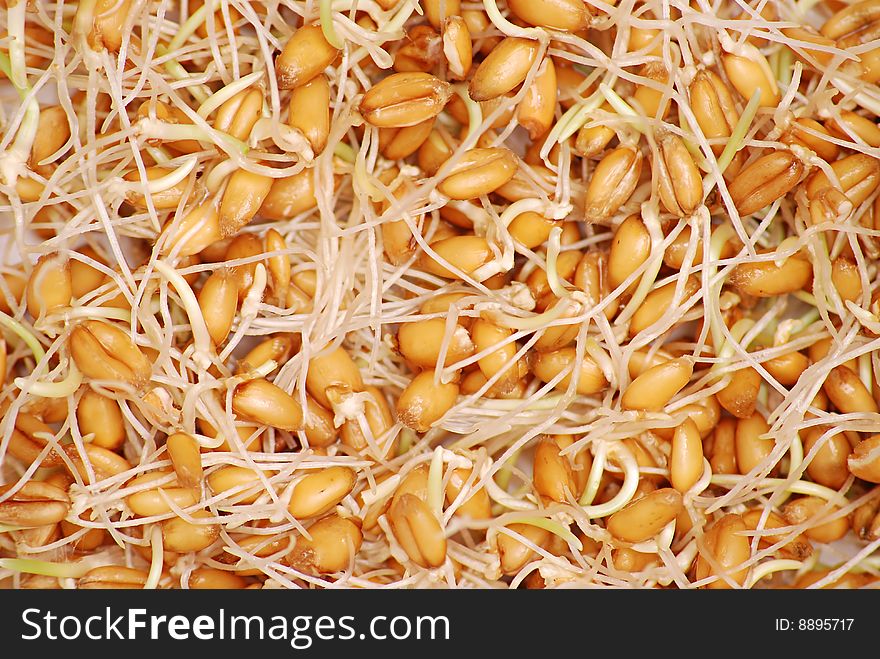 Growing wheat background with lot of roots.