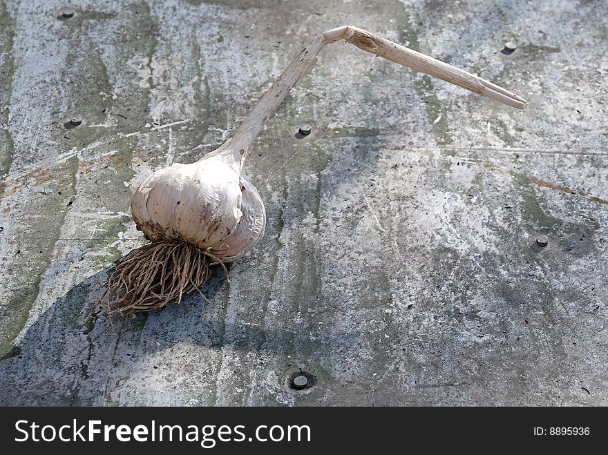 Garlic on a old grunge painted plate. Garlic on a old grunge painted plate