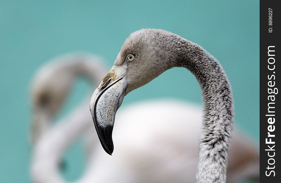 Couple of a flamingo in a zoo. The photo is made by means of a telephoto lens