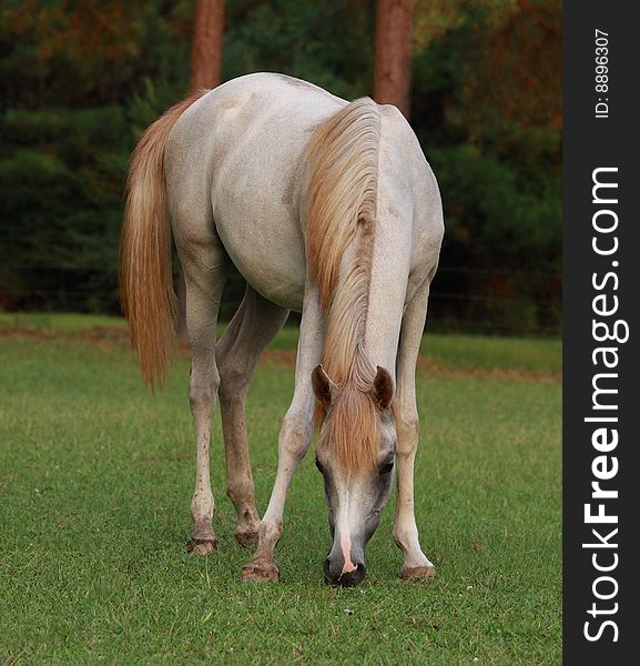 Grey Arabian filly grazing in pasture