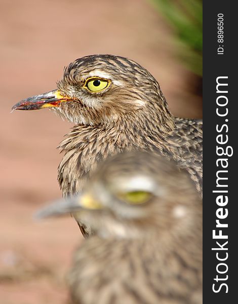 Spotted Thick Knee Pair