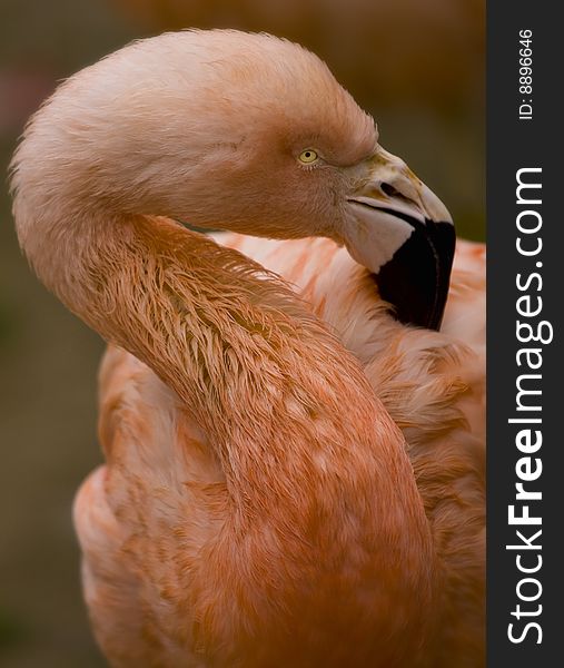 Close up of Flamingo preening. Close up of Flamingo preening