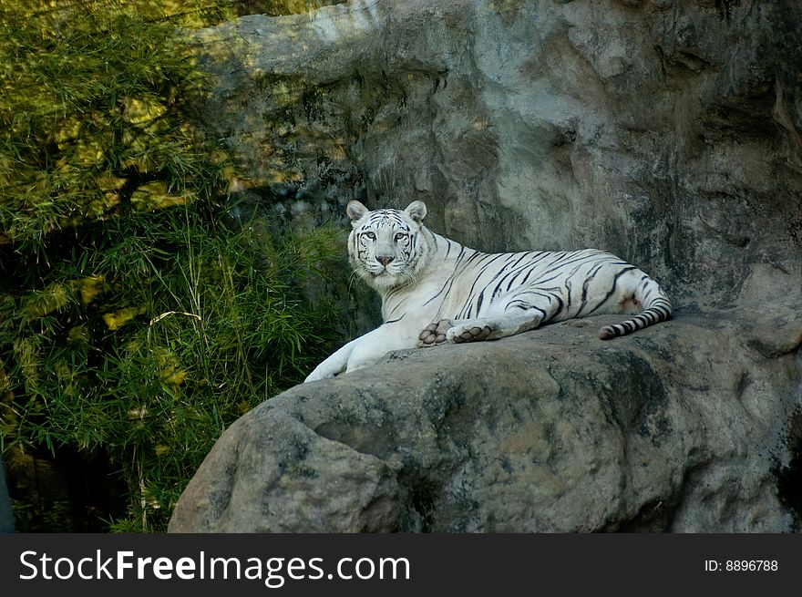A female white tiger in Buenos Aires zoo