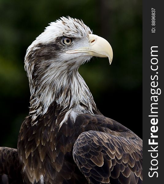 Profile image of a young American Bald Eagle. Profile image of a young American Bald Eagle