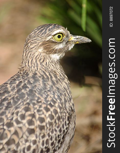 Spotted Thick Knee