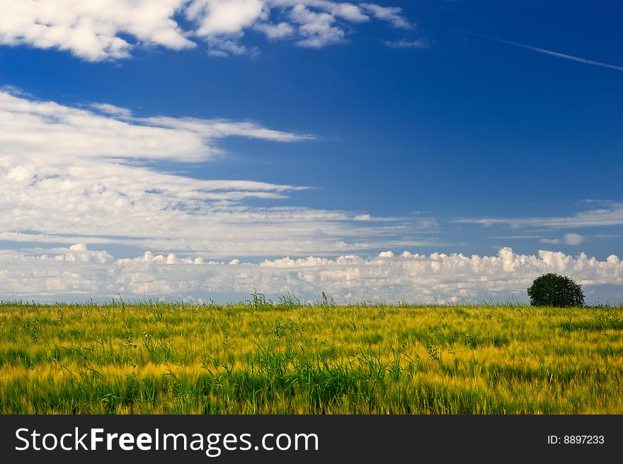 Yellow blooms in the meadow in the summer noon. Yellow blooms in the meadow in the summer noon