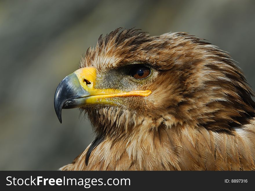 Close-up of a steppe eagle (Aquila nipalensis)