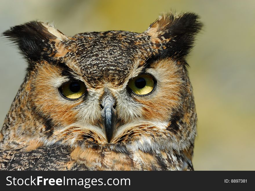 Close-up of a beautiful Eagle Owl (bubo bubo)