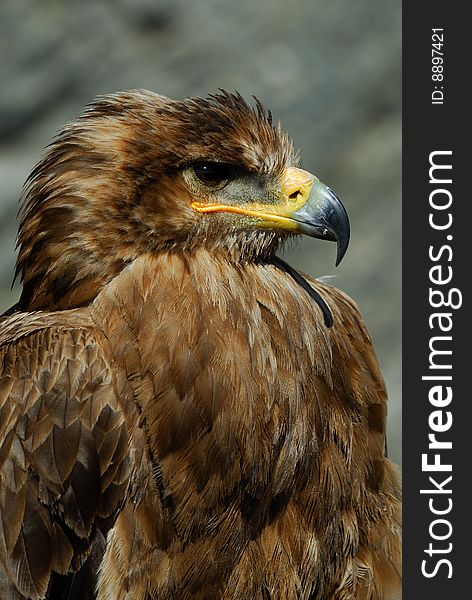 Close-up of a steppe eagle (Aquila nipalensis)